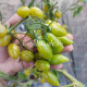 My Dancing Green Fingers (Мои танцующие зеленые пальцы), Бельгия