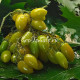 My Dancing Green Fingers (Мои танцующие зеленые пальцы), Бельгия