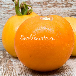 Orange Bulgarische (Оранжевый Болгарский)