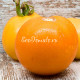 Orange Bulgarische (Оранжевый Болгарский)