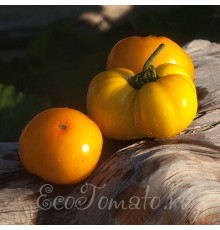 Persimmon (Персимон, Хурма, США)