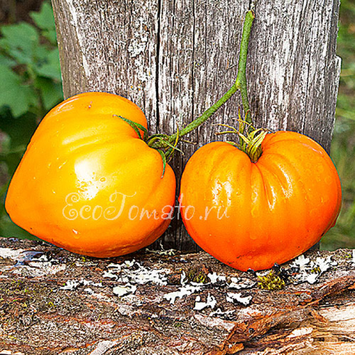 Orange Strawberry (Клубника Оранжевая), США