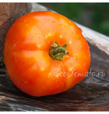 Тарасенко оранжевый