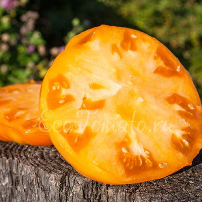 Amana Orange (Амана Оранж), США