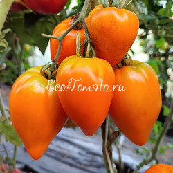 Сердце Любы