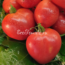 Belize Pink Heart (Розовое сердце Белиз)