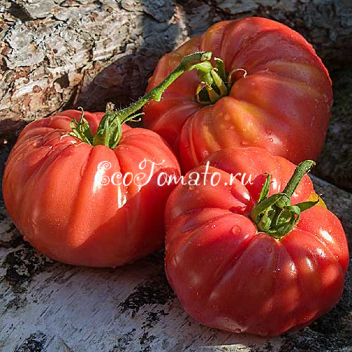 Epstein Potato Leaf (Эпштейна Картофельный Лист)