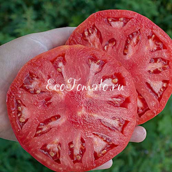 Epstein Potato Leaf (Эпштейна Картофельный Лист)