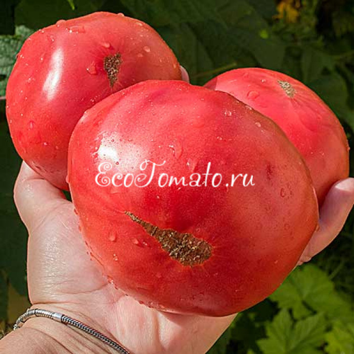 Epstein Potato Leaf (Эпштейна Картофельный Лист)