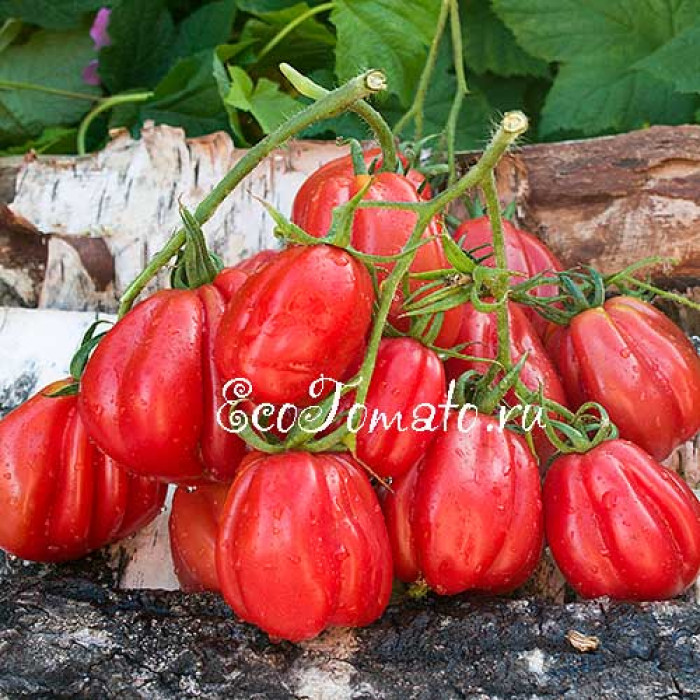 Gezante Tomato Buhrer-Keel (Зубчатый помидор), Италия