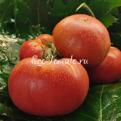 Hula Uri D'apjarie (Хулуори из Аджарии), Грузия