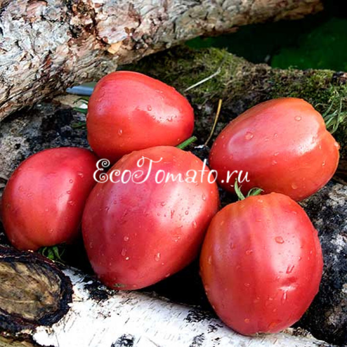 Kim's Civil War (Священная война Ким), США