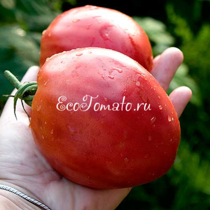 Kim's Civil War (Священная война Ким), США