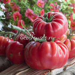 Morado Dulce de Obra (Сладкая фиолетовая работа), Испания