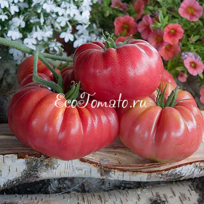 Morado Dulce de Obra (Сладкая фиолетовая работа), Испания