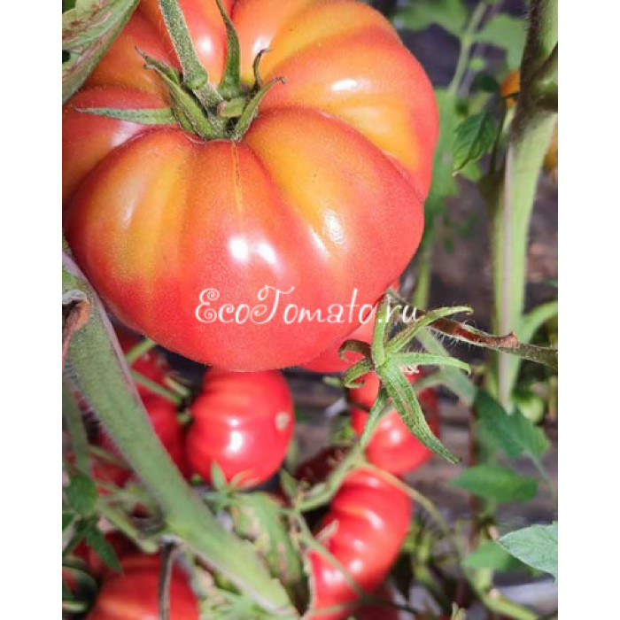 Morado Dulce de Obra (Сладкая фиолетовая работа), Испания