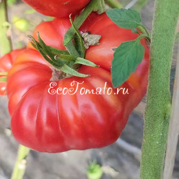 Morado Dulce de Obra (Сладкая фиолетовая работа), Испания