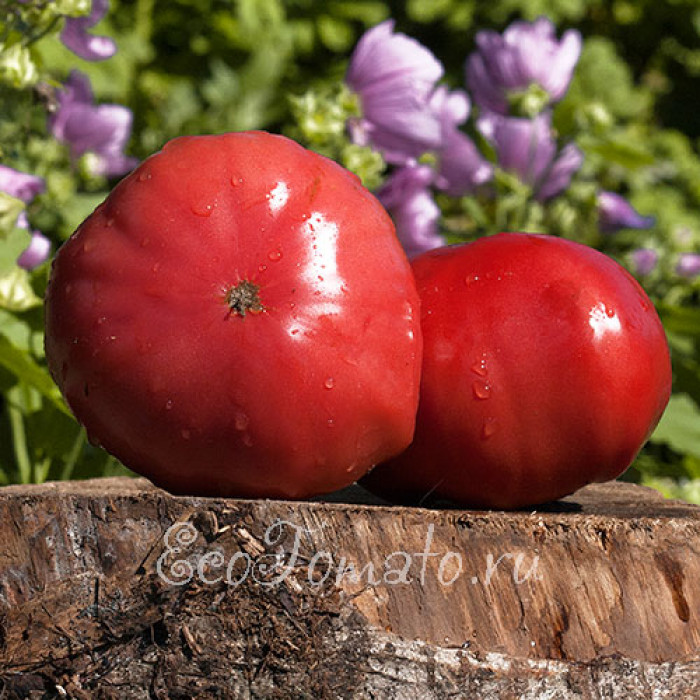 Mr. Underwood's Pink German Giant (Мистер Андрервуд немецкий розовый гигант), США