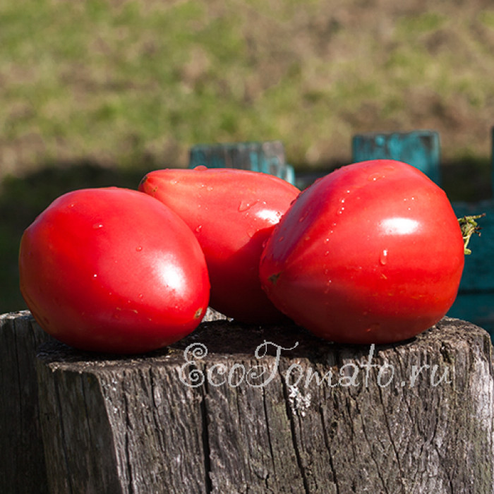 Mrs. Schlaubaugh's Famous Strawberry (Знаменитая Клубника миссис Шлаубах), США