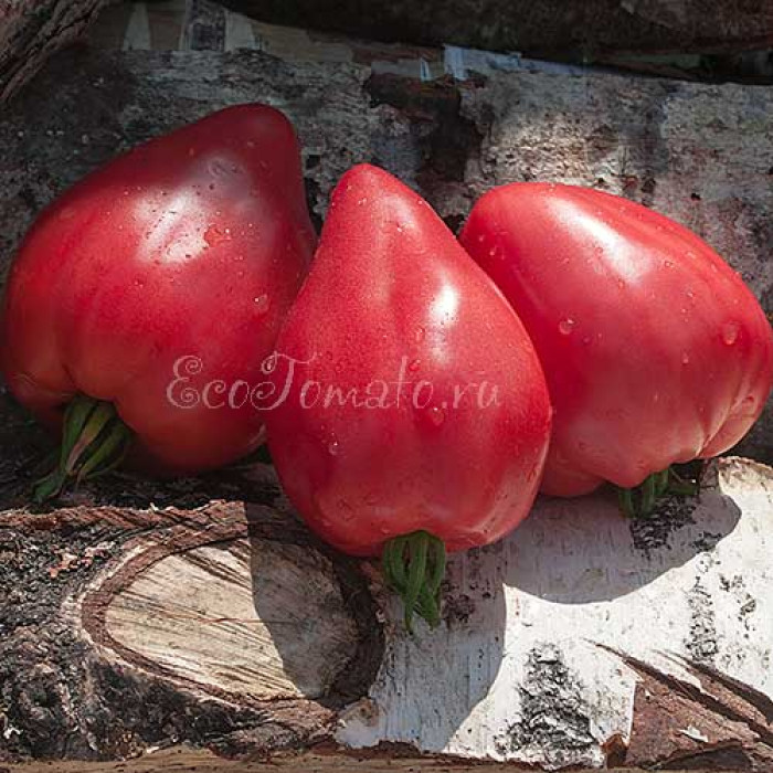 Mrs. Schlaubaugh's Famous Strawberry (Знаменитая Клубника миссис Шлаубах), США