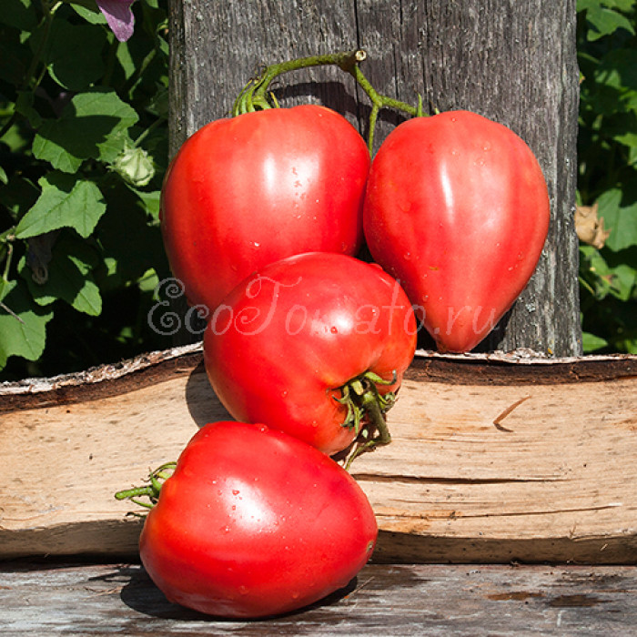 Mrs. Schlaubaugh's Famous Strawberry (Знаменитая Клубника миссис Шлаубах), США