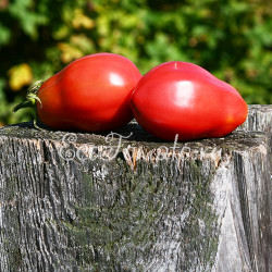 New Zealand Pink Pear (Новозеландская розовая груша), США