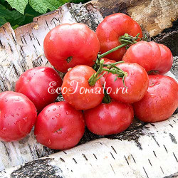 Pink Bertoua (Розовый Бертуа), Камерун