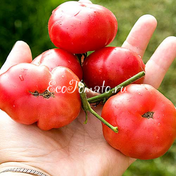 Pink Bertoua (Розовый Бертуа), Камерун