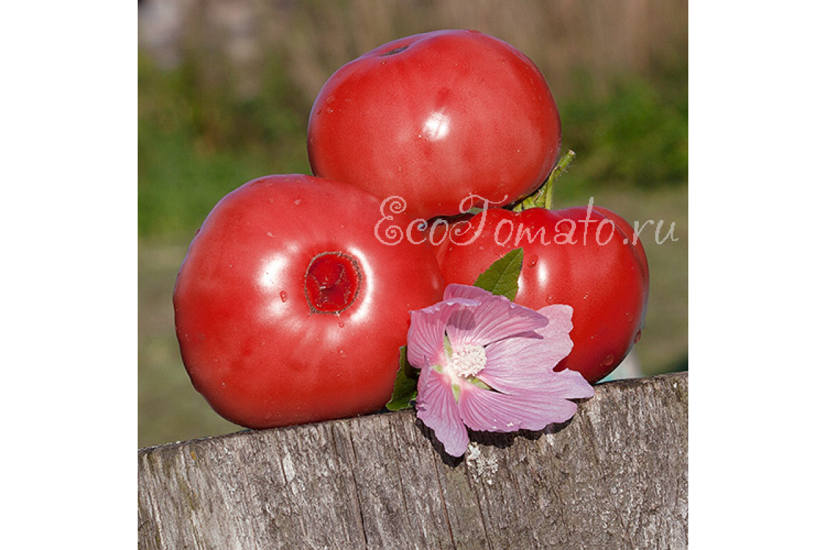 Schlesische Himbeere