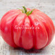 Zapotec Pink Ribbed (Запотек Розовый Ребристый), Мексика