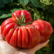 Zapotec Pink Ribbed (Запотек Розовый Ребристый), Мексика