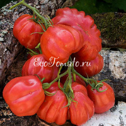 Zapotec Pink Ribbed (Запотек Розовый Ребристый), Мексика