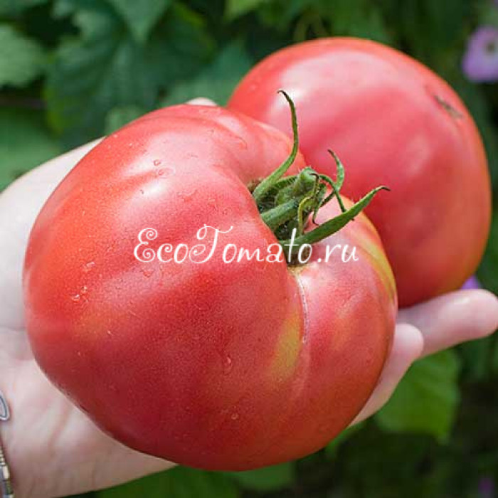 Египетская ладья