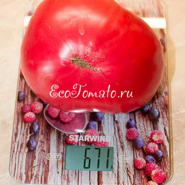 Египетская ладья