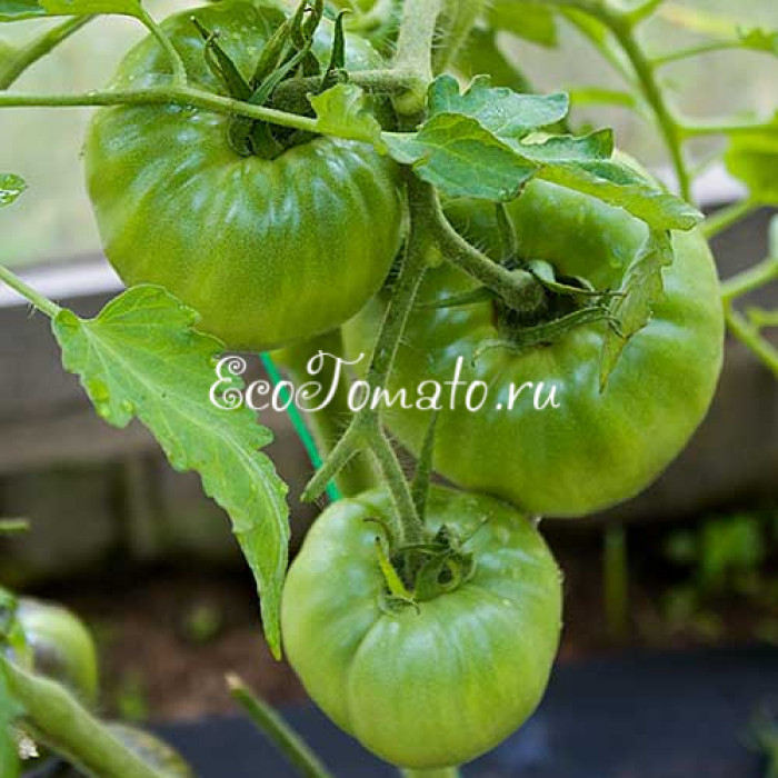 Египетская ладья