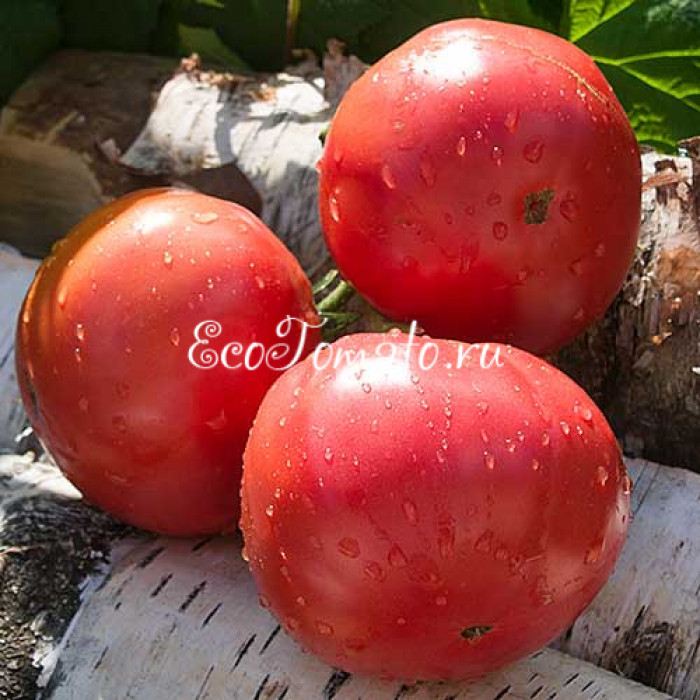 Египетская ладья