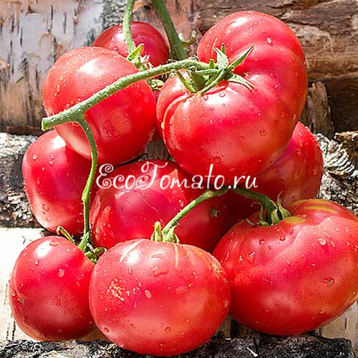 Липецкий Розовый