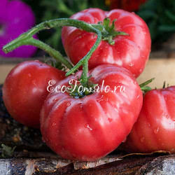 Минусинские от Гаркаловой