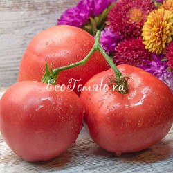 Минусинские яблочные от Шлыковой