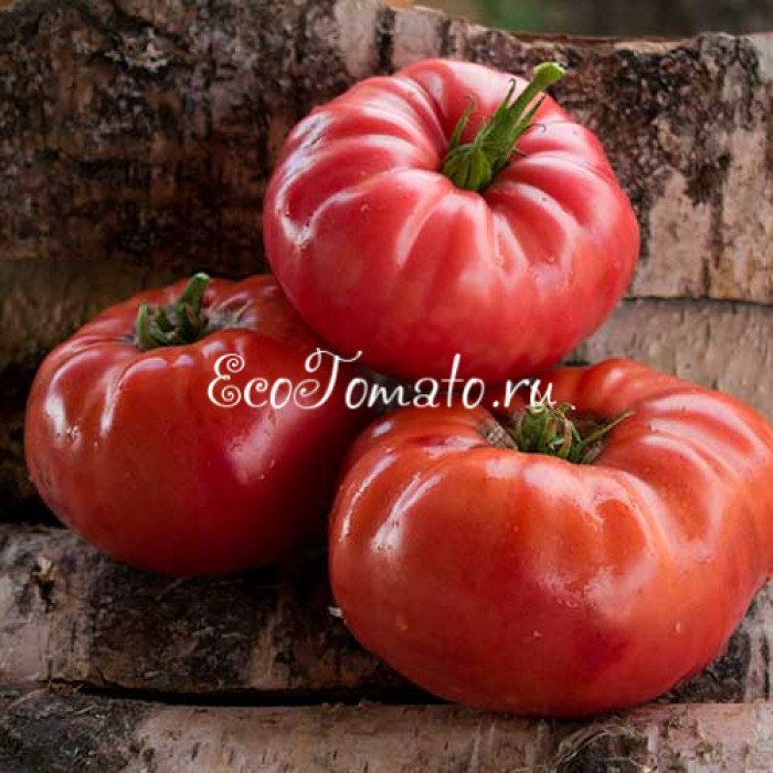 Минусинский малиновый гигант