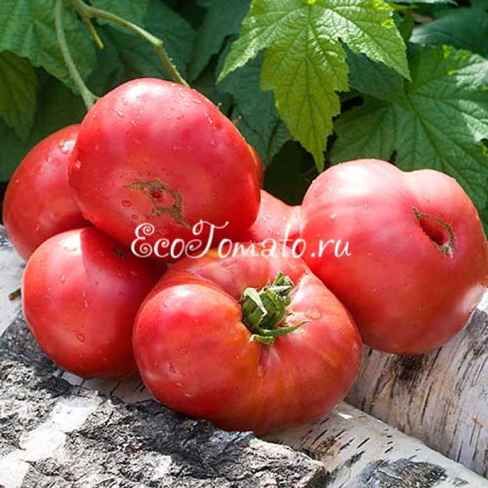 Розамарин Фунтовый