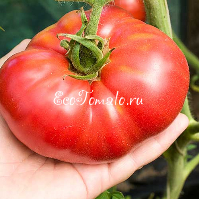 Розамарин Фунтовый