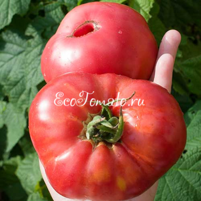 Розамарин Фунтовый