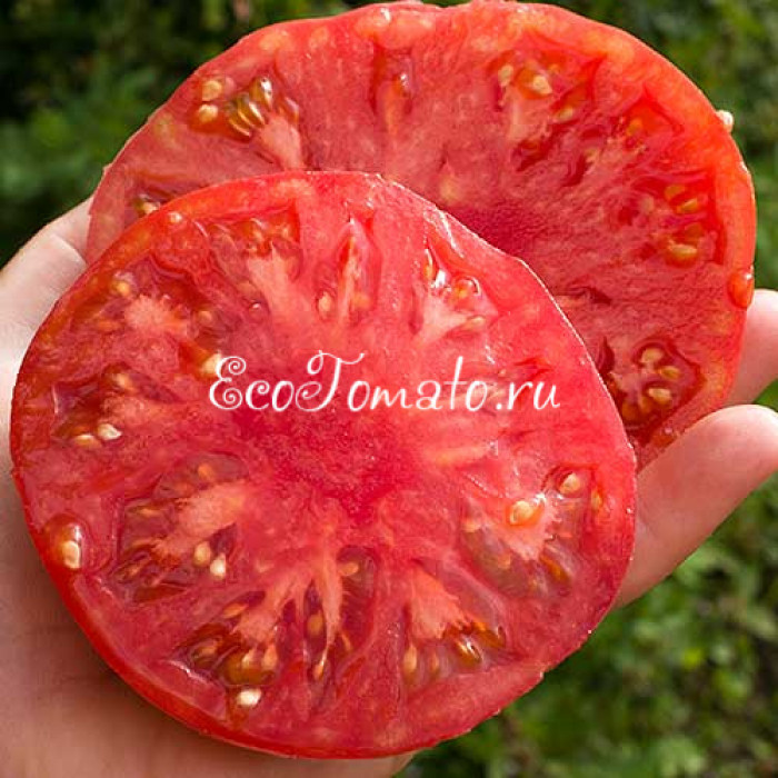 Розамарин Фунтовый