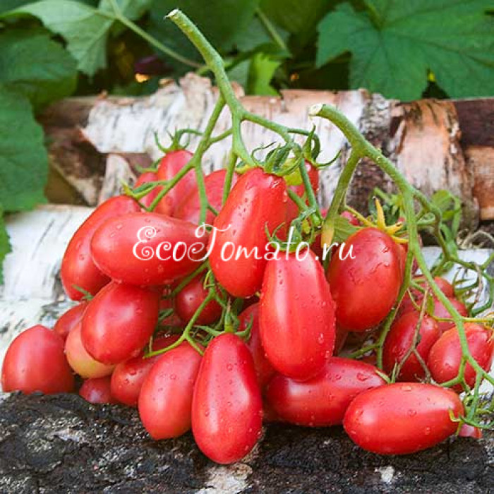 Розовый снег (Розовый Изюм)