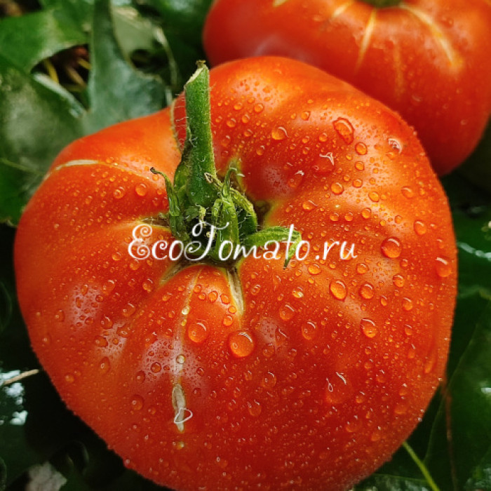 Alberi Domestici (Домашние деревья), Италия