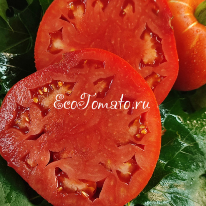 Alberi Domestici (Домашние деревья), Италия