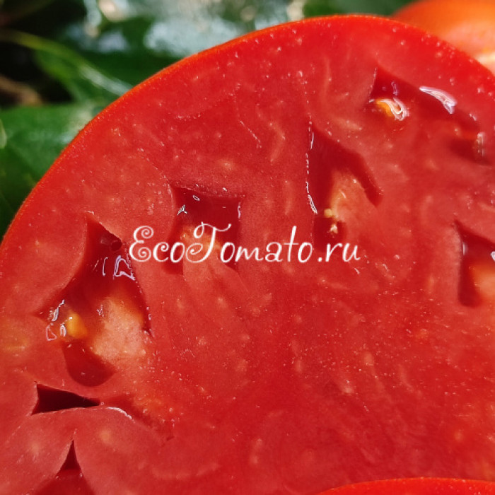 Alberi Domestici (Домашние деревья), Италия