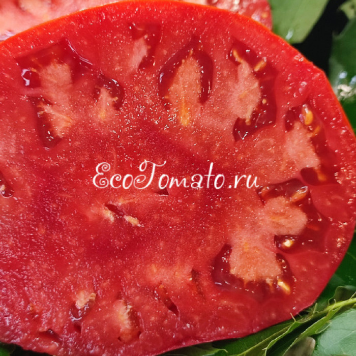 Alberi Domestici (Домашние деревья), Италия