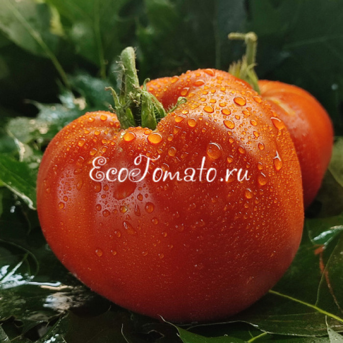 Alberi Domestici (Домашние деревья), Италия